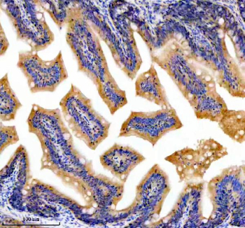 Zebrafish Dnaja2 Antibody Colon Tissue IHC. Immunohistochemical analysis of DNAJA2a/b protein using Zebrafish Dnaja2 antibody and paraffin-embedded zebrafish colon tissue. HIER: boil tissue sections in pH8 EDTA for 20 min and allow to cool before testing.