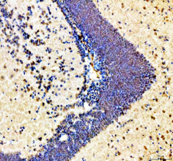 Zebrafish Hmgb1 Antibody Brain Tissue IHC - Nuclear Localization. Immunohistochemical analysis of Hmgb1a/b protein using Zebrafish Hmgb1 antibody, HRP secondary and DAB substrate with paraffin-embedded zebrafish brain tissue. HIER: boil tissue sections in pH8 EDTA for 20 min and allow to cool before testing.