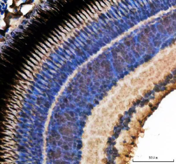 Zebrafish Hmgb1 Antibody Eye Tissue IHC. Immunohistochemical analysis of Hmgb1a/b protein using Zebrafish Hmgb1 antibody, HRP secondary and DAB substrate with paraffin-embedded zebrafish eye tissue. HIER: boil tissue sections in pH8 EDTA for 20 min and allow to cool before testing.