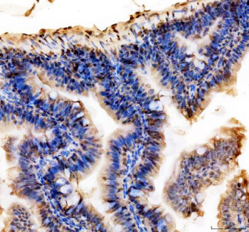 Zebrafish Hmgb1 Antibody Colon Tissue IHC. Immunohistochemical analysis of Hmgb1a/b protein using Zebrafish Hmgb1 antibody, HRP secondary and DAB substrate with paraffin-embedded zebrafish colon tissue. HIER: boil tissue sections in pH8 EDTA for 20 min and allow to cool before testing.