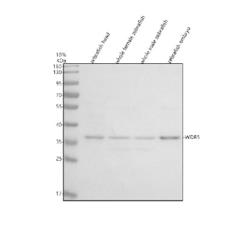 Zebrafish Wdr5 Antibody Tissue WB. Western blot analysis of Wdr5 protein using Zebrafish Wdr5 antibody and 1) zebrafish head, 2) whole female zebrafish, 3) whole male zebrafish and 4) zebrafish embryo tissue lysate. Predicted molecular weight ~36 kDa.