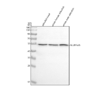 Zebrafish Glud1 Antibody Tissue WB. Western blot analysis of Glud1a/b protein using Zebrafish Glud1 antibody and 1) zebrafish head, 2) whole female zebrafish and 3) whole male zebrafish tissue lysate. Predicted molecular weight ~60 kDa.