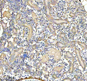 Zebrafish Glud1 Antibody Kidney Tissue IHC. Immunohistochemistry staining of FFPE zebrafish kidney tissue with Zebrafish Glud1 antibody, HRP secondary and DAB substrate. HIER: boil tissue sections in pH8 EDTA for 20 min and allow to cool before testing.