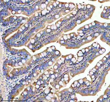 Zebrafish Glud1 Antibody Colon Tissue IHC. Immunohistochemistry staining of FFPE zebrafish colon tissue with Zebrafish Glud1 antibody, HRP secondary and DAB substrate. HIER: boil tissue sections in pH8 EDTA for 20 min and allow to cool before testing.