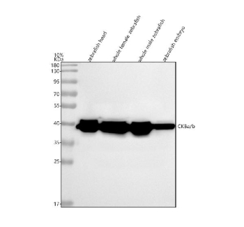 Zebrafish Ckb Antibody Tissue WB. Western blot analysis of Ckba/b protein using Zebrafish Ckb antibody and 1) zebrafish head, 2) whole female zebrafish, 3) whole male zebrafish and 4) zebrafish embryo tissue lysate. Predicted molecular weight ~43 kDa.