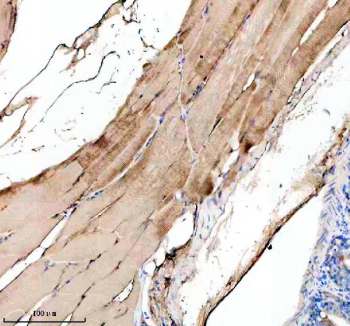 Zebrafish Ckb Antibody Skeletal Muscle Tissue IHC. Immunohistochemistry staining of FFPE zebrafish skeletal muscle tissue with Zebrafish Ckb antibody, HRP secondary and DAB substrate. HIER: boil tissue sections in pH8 EDTA for 20 min and allow to cool before testing.