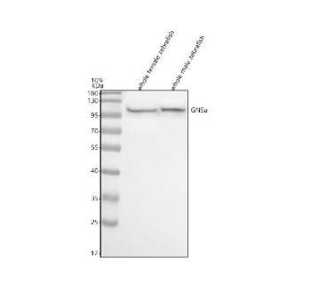 Zebrafish Gnsa Antibody Whole Danio rerio Tissue WB. Western blot analysis of Gnsa protein using Gnsa antibody and 1) whole female zebrafish and 2) whole male zebrafish tissue lysate. Predicted molecular weight ~61 kDa.