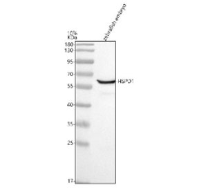 Zebrafish Hsp60 Antibody Embryo Tissue WB. Western blot testing of zebrafish embryo tissue lysate with Zebrafish Hsp60 antibody. Predicted molecular weight ~61 kDa.