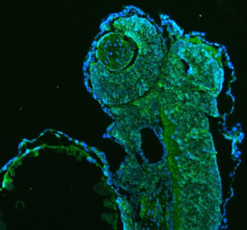 Zebrafish Hsp60 Antibody Embryo Tissue IF. Immunofluorescent analysis of Hsp60/Hspd1 protein using Zebrafish Hsp60 antibody (green) and DAPI nuclear stain (blue) with zebrafish embryo tissue.