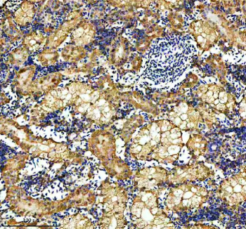 Zebrafish Hsp60 Antibody Kidney Tissue IHC. Immunohistochemistry staining of FFPE zebrafish kidney tissue with Zebrafish Hsp60 antibody, HRP secondary and DAB substrate. HIER: boil tissue sections in pH8 EDTA for 20 min and allow to cool before testing.