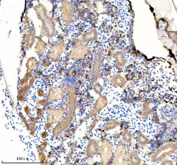 Zebrafish Etf1 Antibody Kidney Tissue IHC. Immunohistochemical analysis of Etf1a/b protein using Zebrafish Etf1 antibody and paraffin-embedded zebrafish kidney tissue. HIER: boil tissue sections in pH8 EDTA for 20 min and allow to cool before testing.
