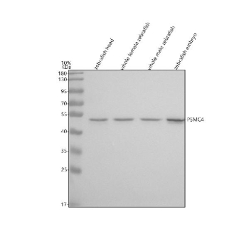 Zebrafish Psmc4 Antibody Tissue WB. Western blot analysis of Psmc4 protein using Zebrafish Psmc4 antibody and 1) zebrafish head, 2) whole female zebrafish, 3) whole male zebrafish and 4) zebrafish embryo tissue lysate. Predicted molecular weight ~47 kDa.