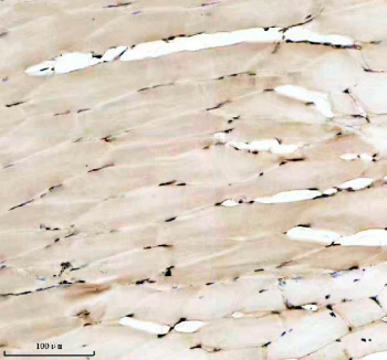 Zebrafish Hmgb2 Antibody Muscle Tissue IHC. Immunohistochemistry staining of FFPE zebrafish muscle tissue with Zebrafish Hmgb2 antibody, HRP secondary and DAB substrate. HIER: boil tissue sections in pH8 EDTA for 20 min and allow to cool before testing.