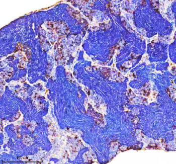 Zebrafish Cct4 Antibody Testis IHC. Immunohistochemistry staining of FFPE zebrafish testis tissue with Zebrafish Cct4 antibody, HRP secondary and DAB substrate. HIER: boil tissue sections in pH8 EDTA for 20 min and allow to cool before testing.