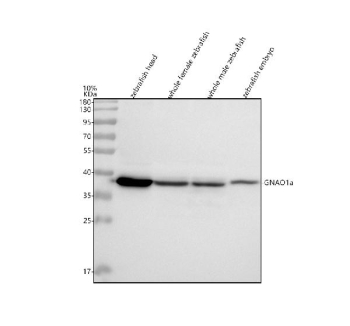 Zebrafish Gnao1a Antibody WB. Western blot analysis of Gnao1a protein using Zebrafish Gnao1a antibody and 1) zebrafish head, 2) whole female zebrafish, 3) whole male zebrafish and 4) zebrafish embryo tissue lysate. Predicted molecular weight ~40 kDa.