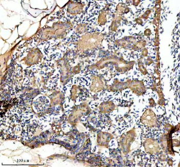 Zebrafish Gnao1a Antibody Kidney Tissue IHC. Immunohistochemistry staining of FFPE zebrafish kidney tissue with Zebrafish Gnao1a antibody, HRP secondary and DAB substrate. HIER: boil tissue sections in pH8 EDTA for 20 min and allow to cool before testing.