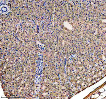 Zebrafish Gnao1a Antibody Liver Tissue IHC. Immunohistochemistry staining of FFPE zebrafish liver tissue with Zebrafish Gnao1a antibody, HRP secondary and DAB substrate. HIER: boil tissue sections in pH8 EDTA for 20 min and allow to cool before testing.
