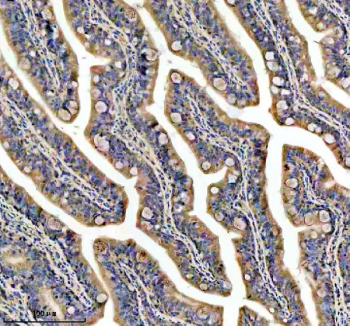 Zebrafish Gnao1a Antibody Colon Tissue IHC. Immunohistochemistry staining of FFPE zebrafish colon tissue with Zebrafish Gnao1a antibody, HRP secondary and DAB substrate. HIER: boil tissue sections in pH8 EDTA for 20 min and allow to cool before testing.