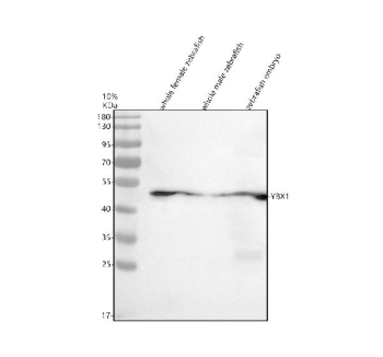 Zebrafish Yb-1 / Ybx1 Antibody Tissue WB. Western blot analysis of Yb-1 protein using Zebrafish Yb-1 antibody and 1) whole female zebrafish, 2) whole male zebrafish and 3) zebrafish embryo tissue lysate. Predicted molecular weight ~35 kDa.