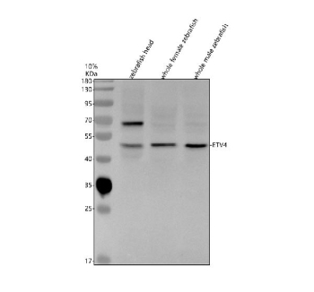 Zebrafish Etv4 Antibody Tissue WB. Western blot analysis of Etv4 protein using Zebrafish Etv4 antibody and 1) zebrafish head, 2) whole female zebrafish and 3) whole male zebrafish lysate. Predicted molecular weight ~55 kDa.