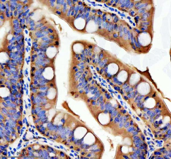 Zebrafish Tgfb1 Antibody Colon Tissue IHC. Immunohistochemistry staining of zebrafish Tgfb1 protein using Zebrafish Tgfb1 antibody, HRP-labeled secondary and DAB substrate. Tgfb1 was detected in a paraffin-embedded section of zebrafish colon tissue. HIER: boil tissue sections in pH8 EDTA for 20 min and allow to cool before testing.