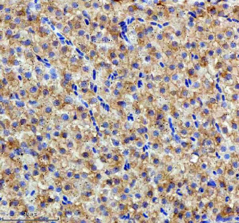 Zebrafish Hspa5 Antibody Liver Tissue IHC. Immunohistochemistry staining of FFPE zebrafish liver tissue with Hspa5 antibody, HRP-labeled secondary and DAB substrate. HIER: boil tissue sections in pH8 EDTA for 20 min and allow to cool before testing.