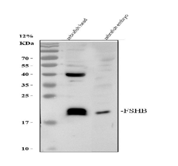 Zebrafish Fshb Antibody Head and Embryo Tissue WB.Western blot analysis of Fshb protein using zebrafish Fshb antibody and 1) zebrafish head tissue lysate and 2) zebrafish embryo tissue lysate. Predicted molecular weight ~14 kDa.