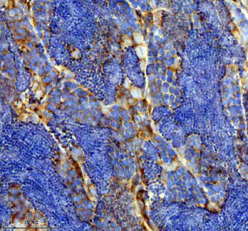 Zebrafish Flt1 / Vegfr1 Antibody Testis Tissue IHC. Immunohistochemistry staining of zebrafish Flt1 protein using Zebrafish Flt1 antibody, HRP-labeled secondary and DAB substrate. Flt1 was detected in a paraffin-embedded section of zebrafish testis tissue. HIER: boil tissue sections in pH8 EDTA for 20 min and allow to cool before testing.