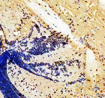 Zebrafish Her4 Antibody Brain Section IHC. Immunohistochemistry staining of zebrafish Her4 protein using Zebrafish Her4 antibody. Her4 was detected in a paraffin-embedded section of zebrafish brain tissue. HIER: boil tissue sections in pH8 EDTA for 20 min and allow to cool before testing.