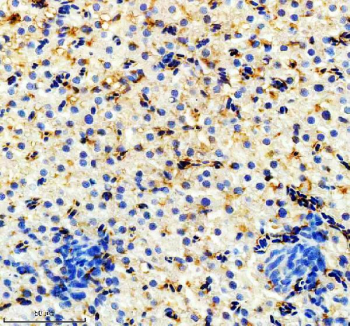 Zebrafish Hmox1a / Hmox1 Antibody Liver Tissue IHC. Immunohistochemistry staining of FFPE zebrafish liver tissue with Zebrafish Hmox1a antibody, HRP-labeled secondary and DAB substrate. HIER: boil tissue sections in pH8 EDTA for 20 min and allow to cool before testing.
