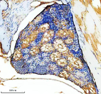 Zebrafish Hmox1a / Hmox1 Antibody Kidney Tissue IHC. Immunohistochemistry staining of FFPE zebrafish kidney tissue with Zebrafish Hmox1a antibody, HRP-labeled secondary and DAB substrate. HIER: boil tissue sections in pH8 EDTA for 20 min and allow to cool before testing.