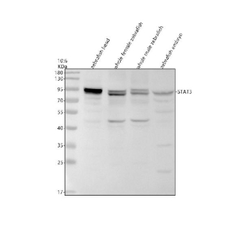 Zebrafish Stat3 Antibody Tissue WB. Western blot analysis of Stat3 protein using Zebrafish Stat3 antibody and 1) zebrafish head, 2) whole female zebrafish, 3) whole male zebrafish and 4) zebrafish embryo tissue lysate. Predicted molecular weight ~92 kDa.