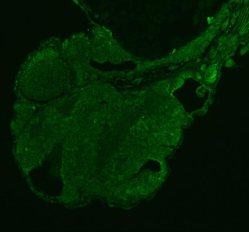 Zebrafish Stat3 Antibody Embryo Tissue IF. Immunofluorescent staining of FFPE human zebrafish embryo tissue with Zebrafish Stat3 antibody (green). HIER: steam section in pH8 EDTA buffer for 20 min.