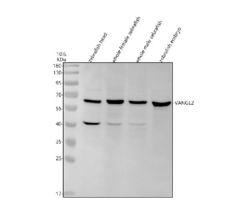 Zebrafish Vangl2 Antibody Tissue WB. Western blot analysis of Vangl2 protein using Zebrafish Vangl2 antibody and 1) zebrafish head, 2) whole female zebrafish, 3) whole male zebrafish and 4) zebrafish embryo tissue lysate. Predicted molecular weight ~60 kDa.