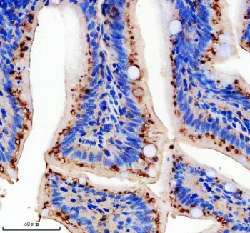 Zebrafish Vangl2 Antibody Colon Tissue IHC. Immunohistochemistry staining of FFPE zebrafish colon tissue with Zebrafish Vangl2 antibody, HRP-labeled secondary and DAB substrate. HIER: boil tissue sections in pH8 EDTA for 20 min and allow to cool before testing.