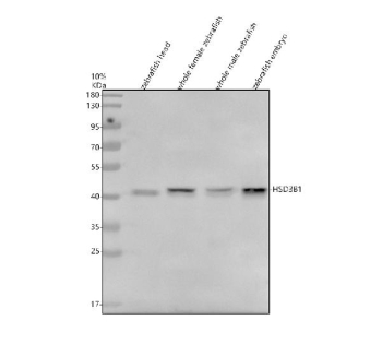 Zebrafish Hsd3b1 Antibody Tissue WB. Western blot analysis of Hsd3b1 protein using Zebrafish Hsd3b1 antibody and 1) zebrafish head, 2) whole female zebrafish, 3) whole male zebrafish and 4) zebrafish embryo tissue lysate. Predicted molecular weight ~42 kDa.