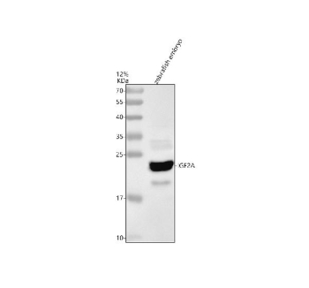 Zebrafish Igf2a Antibody Embryo WB. Western blot analysis of Igf2a protein using Zebrafish Igf2a antibody and 1) zebrafish embryo tissue lysates. Predicted molecular weight ~23 kDa.