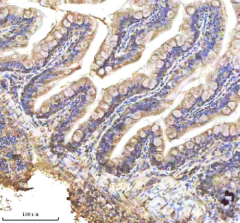 Zebrafish Alcama Antibody Colon Tissue IHC. Immunohistochemistry staining of FFPE zebrafish colon tissue with Zebrafish Alcama antibody, HRP-labeled secondary and DAB substrate. HIER: boil tissue sections in pH8 EDTA for 20 min and allow to cool before testing.