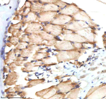 Zebrafish Bmp2b Antibody Muscle Tissue IHC. Immunohistochemistry staining of FFPE zebrafish muscle tissue with Zebrafish Bmp2b antibody, HRP-labeled secondary and DAB substrate. HIER: boil tissue sections in pH8 EDTA for 20 min and allow to cool before testing.