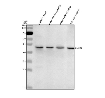 Zebrafish Bmp2b Antibody Tissue WB. Western blot analysis of Bmp2b protein using Zebrafish Bmp2b antibody and 1) zebrafish head, 2) whole female zebrafish, 3) whole male zebrafish and 4) zebrafish embryo tissue lysate. Predicted molecular weight ~47 kDa.
