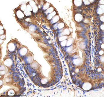 Zebrafish Bmp2b Antibody Colon Tissue IHC. Immunohistochemistry staining of FFPE zebrafish colon tissue with Zebrafish Bmp2b antibody, HRP-labeled secondary and DAB substrate. HIER: boil tissue sections in pH8 EDTA for 20 min and allow to cool before testing.