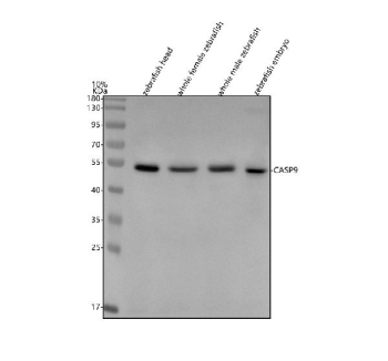 Zebrafish Caspase 9 Antibody Tissue WB. Western blot analysis of Caspase 9 protein using Zebrafish Caspase 9 antibody and 1) zebrafish head, 2) whole female zebrafish, 3) whole male zebrafish and 4) zebrafish embryo tissue lysate. Predicted molecular weight ~48 kDa.