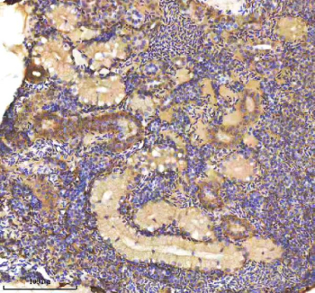 Zebrafish Cxcl12 Antibody Kidney Tissue IHC. Immunohistochemistry staining of zebrafish Cxcl12 protein using Zebrafish Cxcl12 antibody, HRP-labeled secondary and DAB substrate. Cxcl12 was detected in a paraffin-embedded section of zebrafish kidney tissue. HIER: boil tissue sections in pH8 EDTA for 20 min and allow to cool before testing.