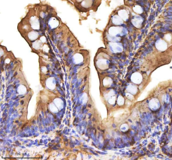 Zebrafish Cxcl12 Antibody Colon Tissue IHC. Immunohistochemistry staining of zebrafish Cxcl12 protein using Zebrafish Cxcl12 antibody, HRP-labeled secondary and DAB substrate. Cxcl12 was detected in a paraffin-embedded section of zebrafish colon tissue. HIER: boil tissue sections in pH8 EDTA for 20 min and allow to cool before testing.
