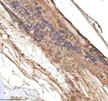 Zebrafish Cxcl8a / Il-8 Antibody Spinal Cord Tissue IHC. Immunohistochemistry staining of zebrafish Cxcl8a protein using Zebrafish Cxcl8a antibody, HRP-labeled secondary and DAB substrate. Cxcl8a was detected in a paraffin-embedded section of zebrafish spinal cord tissue. HIER: boil tissue sections in pH8 EDTA for 20 min and allow to cool before testing.