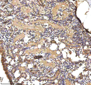 Zebrafish Cxcl8a / Il-8 Antibody Kidney Tissue IHC. Immunohistochemistry staining of zebrafish Cxcl8a protein using Zebrafish Cxcl8a antibody, HRP-labeled secondary and DAB substrate. Cxcl8a was detected in a paraffin-embedded section of zebrafish kidney tissue. HIER: boil tissue sections in pH8 EDTA for 20 min and allow to cool before testing.