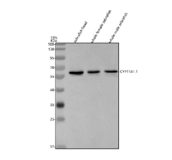 Zebrafish Cyp11a1.1 / Cyp11a1 Antibody Tissue WB. Western blot analysis of Cyp11a1.1 protein using Zebrafish Cyp11a1.1 antibody and 1) zebrafish head, 2) whole female zebrafish and 3) whole male zebrafish tissue lysate. Predicted molecular weight ~59 kDa.