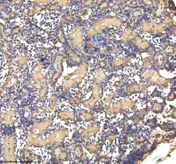 Zebrafish Cyp19a1b / Aromatase Antibody Kidney Tissue IHC. Immunohistochemistry staining of FFPE zebrafish kidney tissue with Cyp19a1b antibody, HRP-labeled secondary and DAB substrate. HIER: boil tissue sections in pH8 EDTA for 20 min and allow to cool before testing.