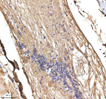 Zebrafish Cyp19a1b / Aromatase Antibody Spinal Cord Tissue IHC. Immunohistochemistry staining of FFPE zebrafish spinal cord tissue with Cyp19a1b antibody, HRP-labeled secondary and DAB substrate. HIER: boil tissue sections in pH8 EDTA for 20 min and allow to cool before testing.