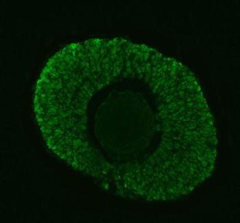 Zebrafish Dgcr8 Antibody Embryo Tissue IF. Immunofluorescent analysis of Dgcr8 protein using Zebrafish Dgcr8 antibody (green) in zebrafish embryo tissue. Signal is distributed throughout embryonic cell populations with prominent intracellular localization. HIER: steam section in pH8 EDTA buffer for 20 min.